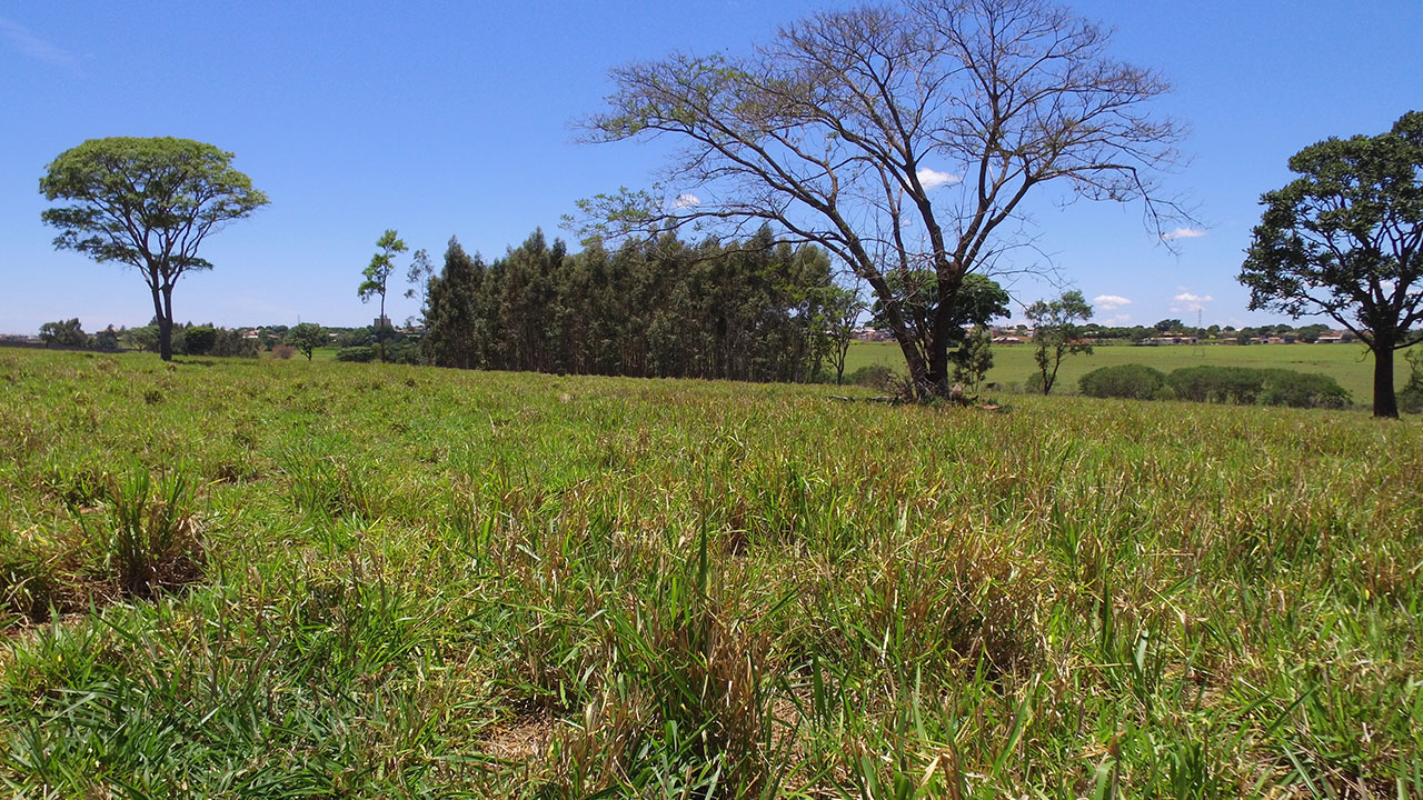 A importância da nutrição do pasto com Ca e Mg na estiagem