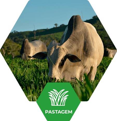 Pastagem no Brasil | Fertimacro