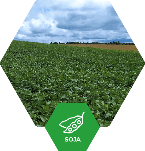 Cultura de Soja no Brasil - Fertimacro - Fertilizantes
