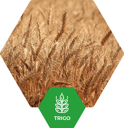 Trigo no Brasil | Fertimacro
