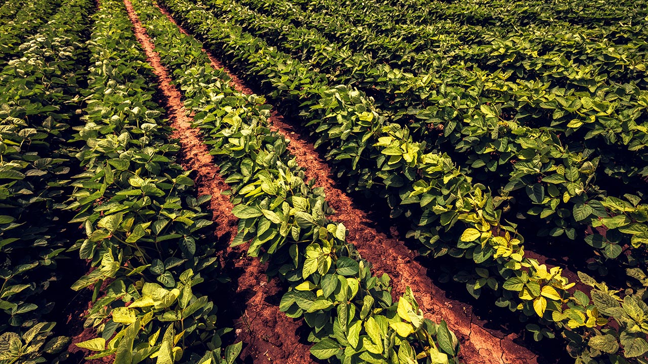 Eficiência Agronômica do Fertimacro no Sistema de produção Soja/Milho Safrinha