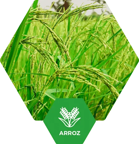 Arroz no Brasil | Fertimacro