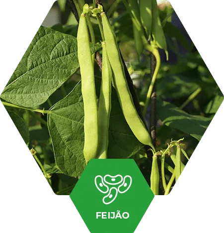 Feijão no Brasil | Fertimacro