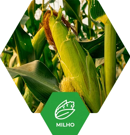 Milho no Brasil | Fertimacro
