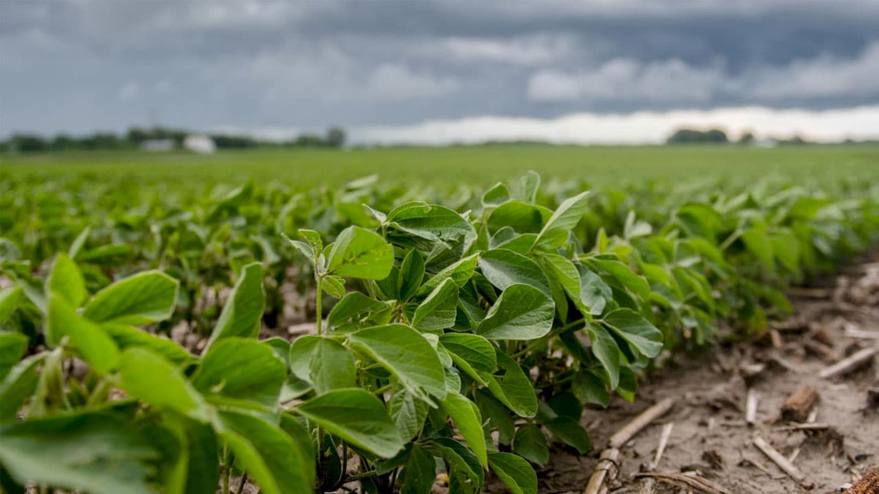 Efeito da aplicação do produto Fertimacro associado ao fertilizante de base na produtividade da soja.