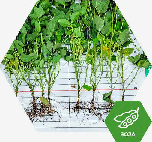 Fertimacro - Fertilizantes - Soja