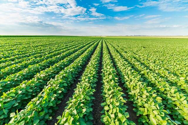 Óxidos de Ca e Mg refinados e granulados na produção de soja em solo de textura muito argilosa no Noroeste do Paraná