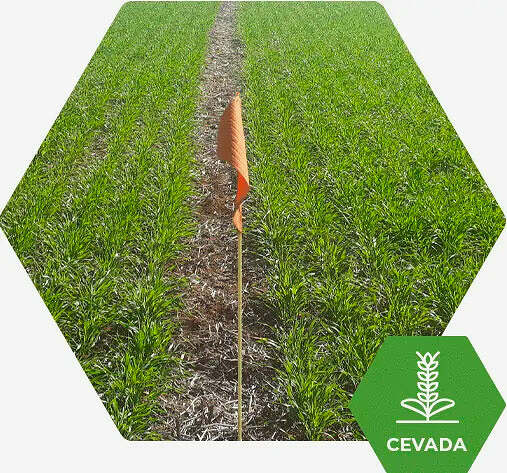 Fertimacro - Fertilizantes - Cevada