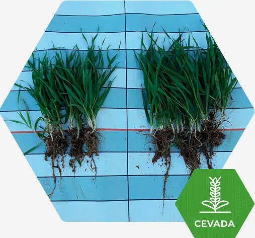 Fertimacro - Fertilizantes - Cevada