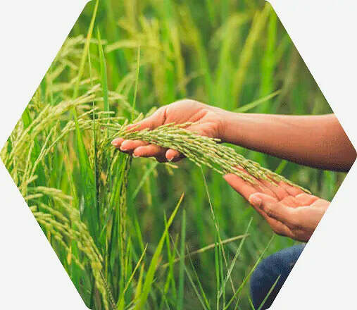 Fertimacro - Fertilizantes - Arroz