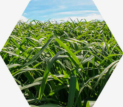 Fertimacro - Fertilizantes - Pasto - Pastagem